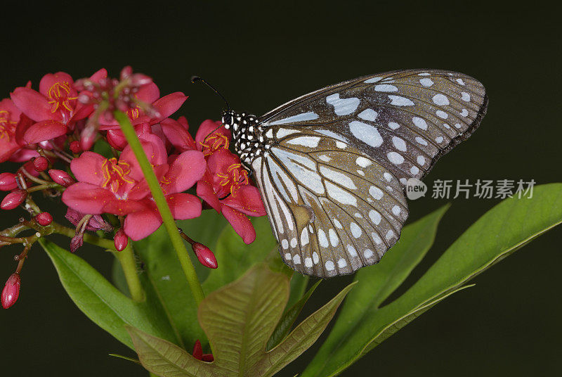 深蓝色的老虎