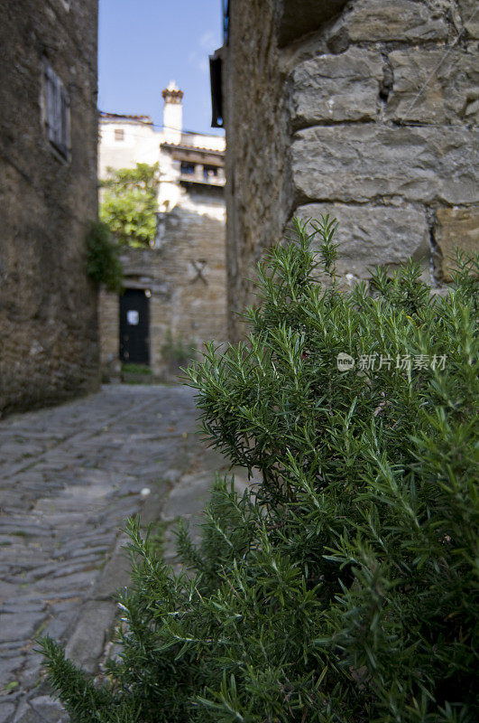 迷迭香是地中海小镇的一种装饰性植物