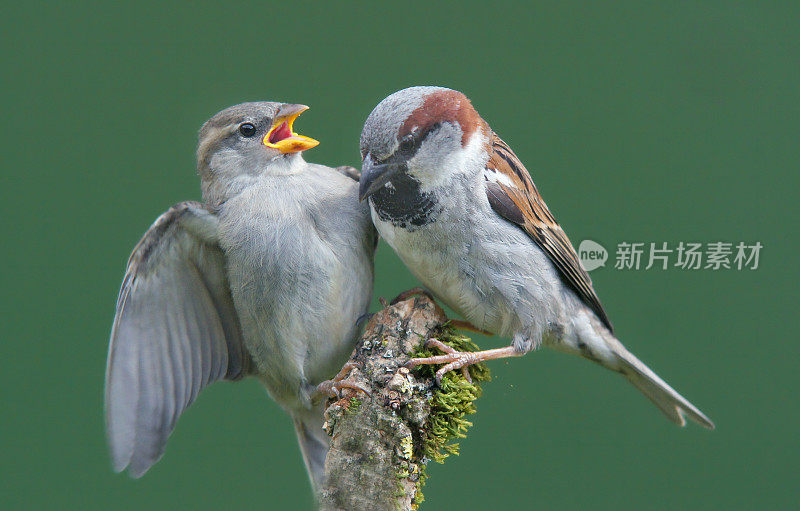 两个麻雀