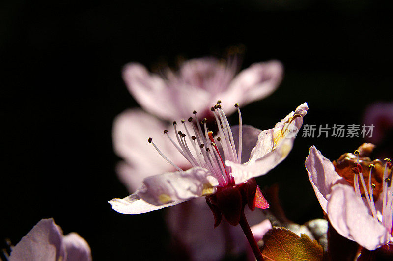 装饰梅花在反光