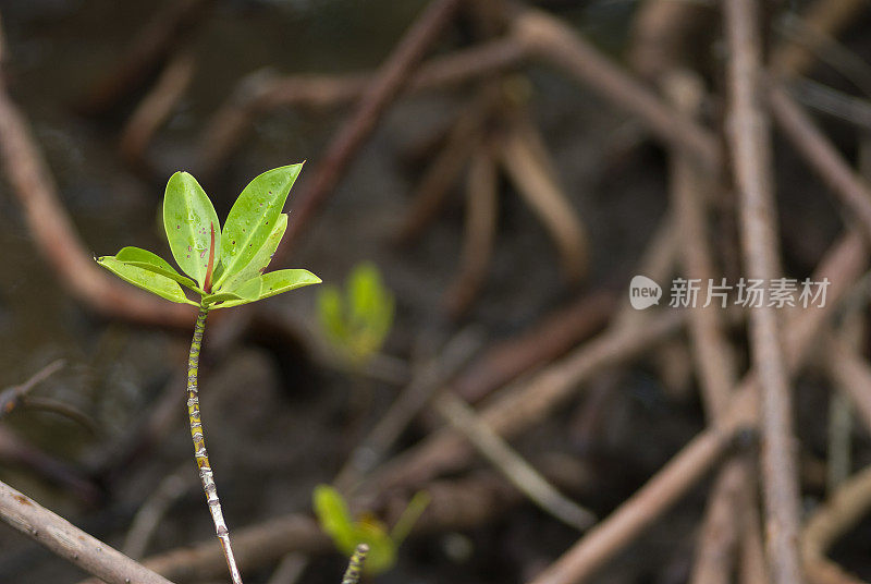 红树林植物