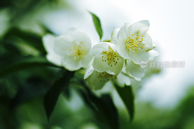 茉莉花在春天