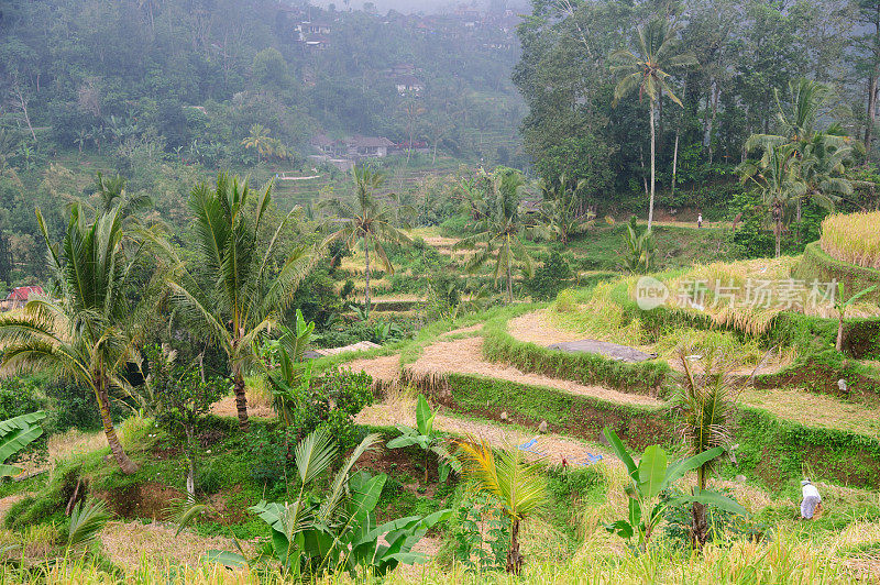 梯田Ricefield