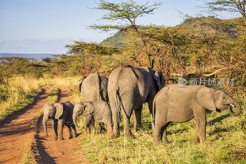 坦桑尼亚塞伦盖蒂的大象家族