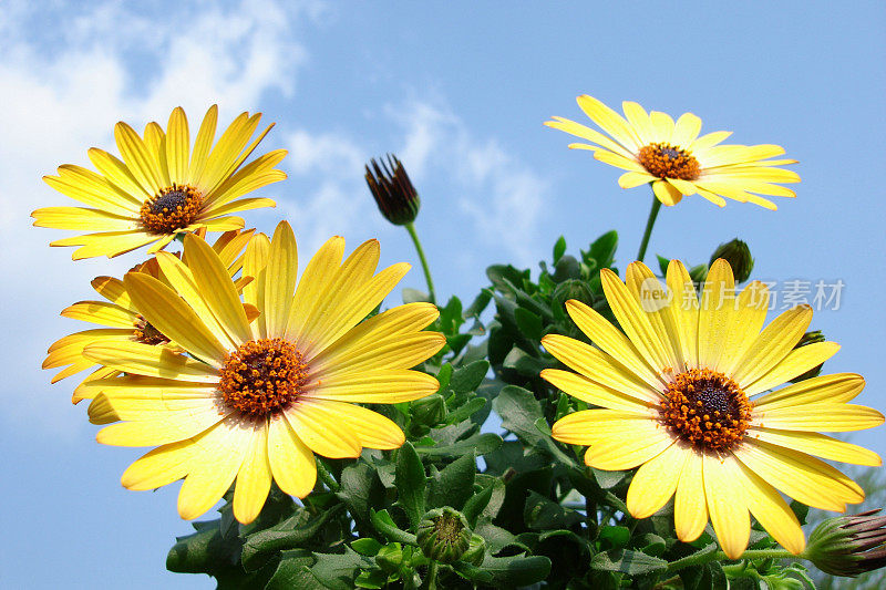 明亮的黄色Osteospermum