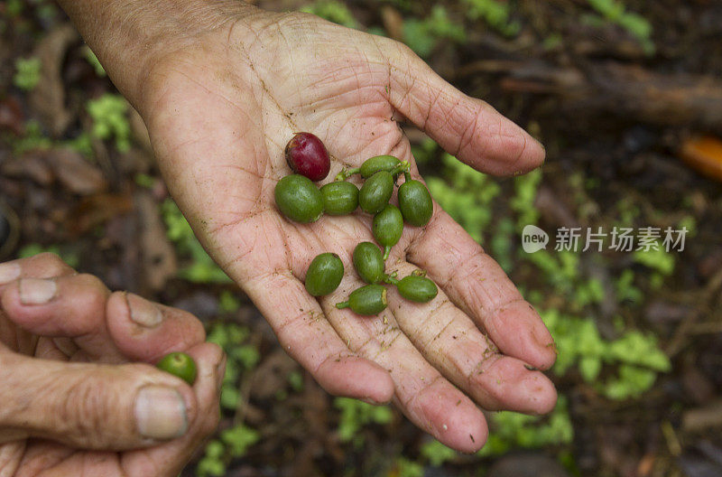 在手掌上的绿色咖啡浆果