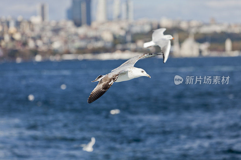 海鸥