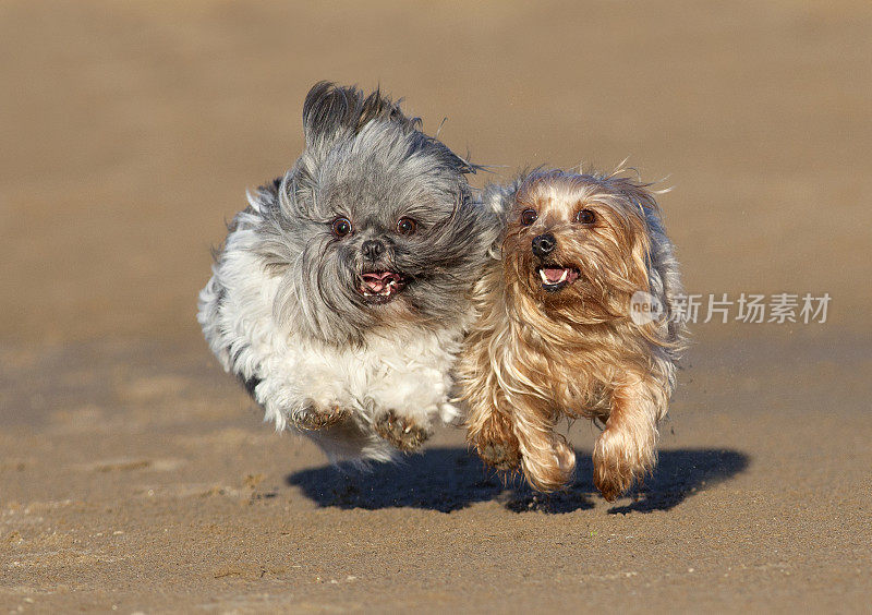 约克郡犬和西施犬在海滩上奔跑。