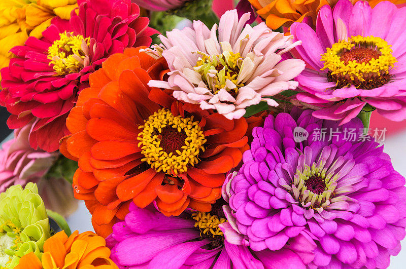 Zinnia调色板