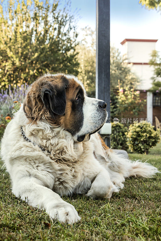 圣伯纳德犬