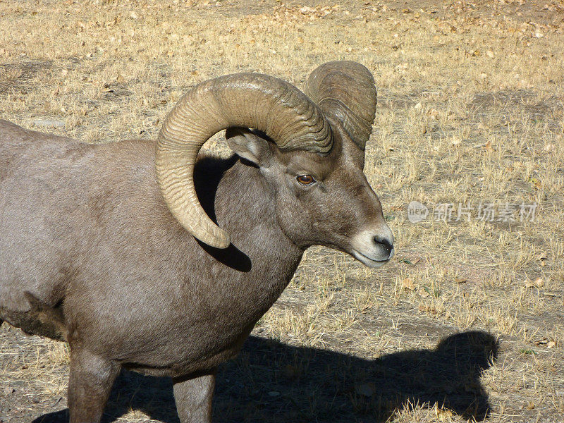 一只巨大的大角羊行走在科罗拉多州沃特顿峡谷