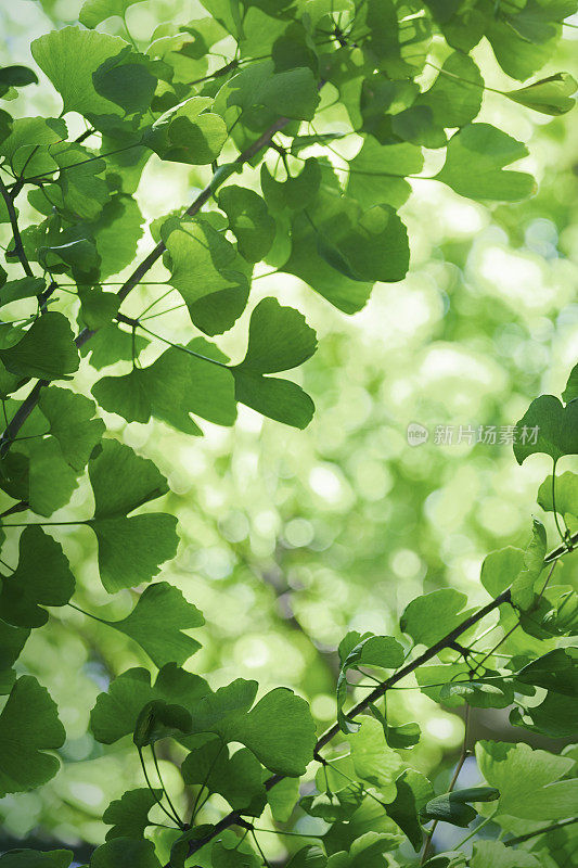 Gingko树叶