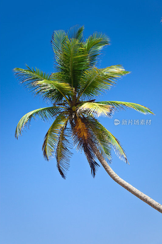 椰子树和湛蓝的天空