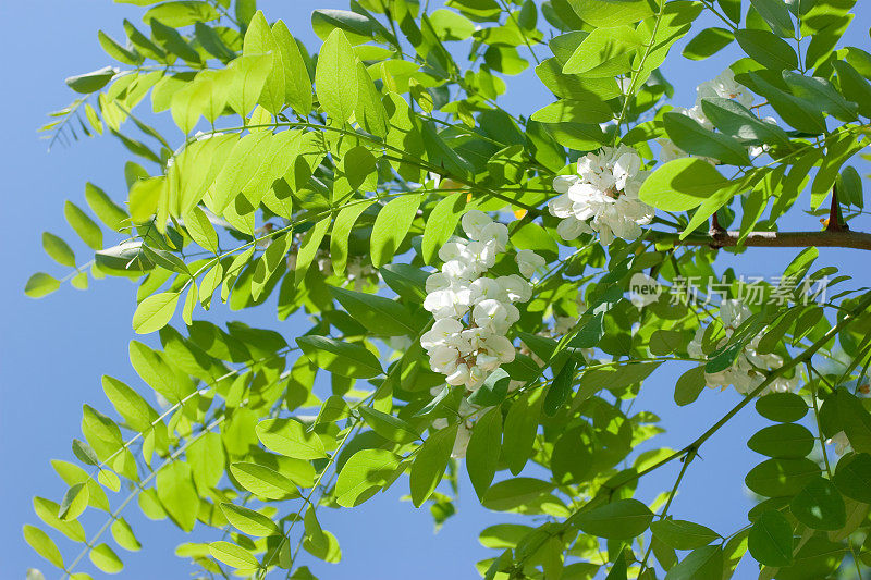 金合欢开花