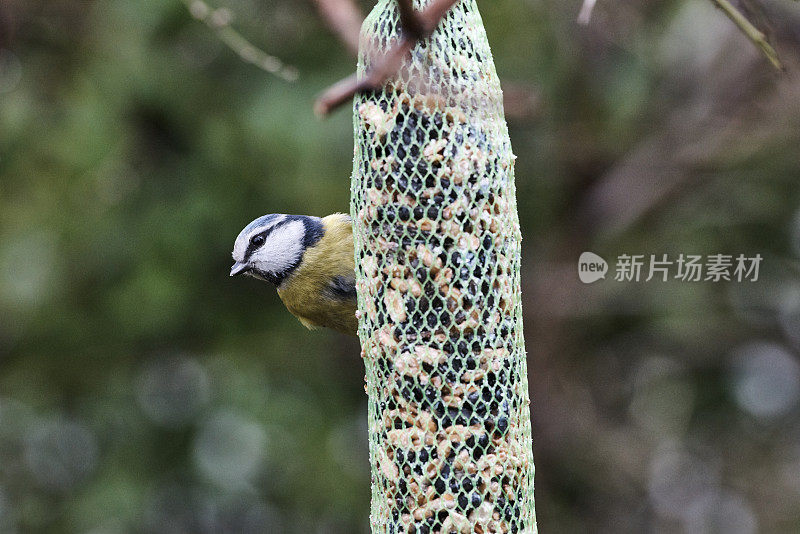 欧亚蓝冠山雀