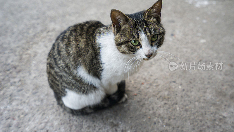 肮脏的无家可归的猫