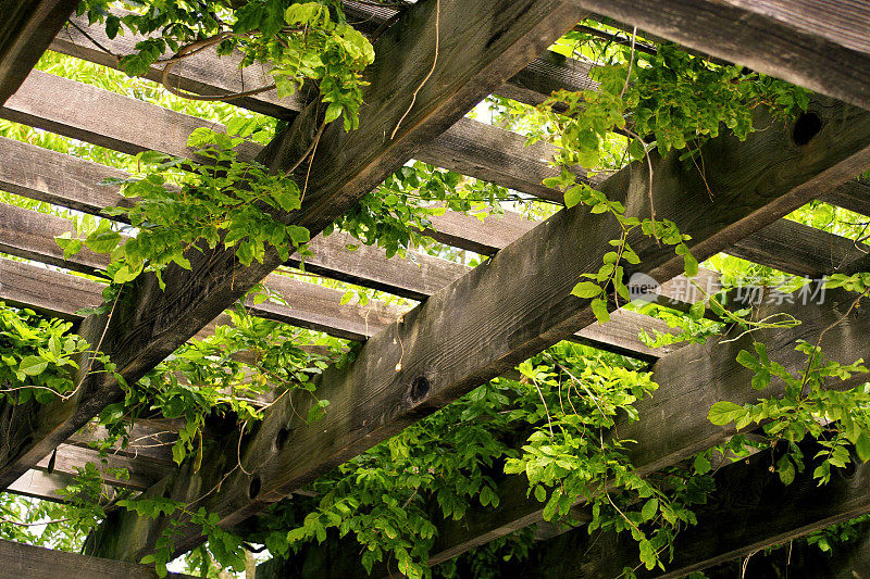悬挂植物的木棚架