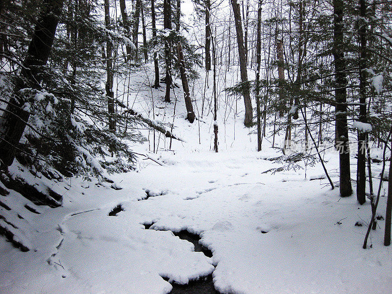 白雪覆盖的森林场景
