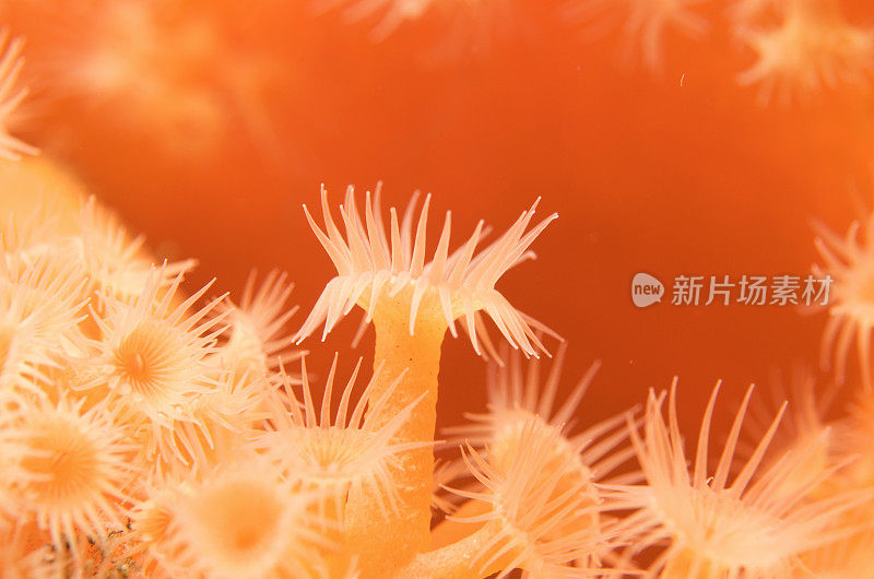 黄色Zoanthids