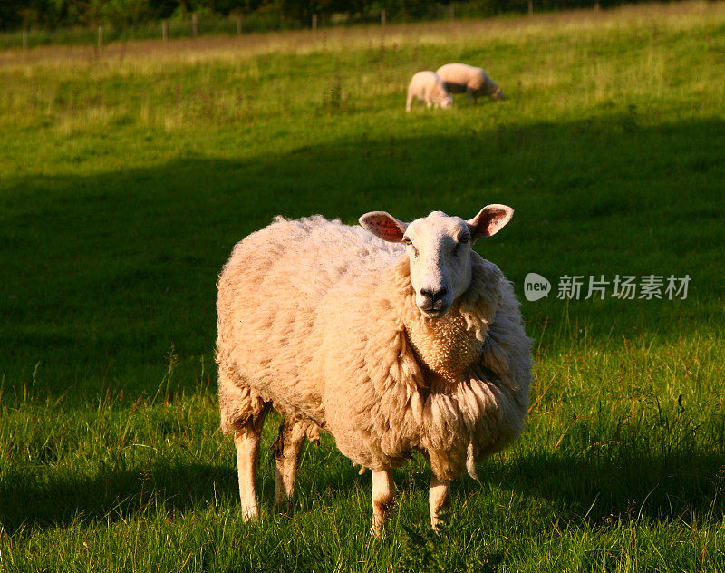 荒野上的羊，皮克区国家公园