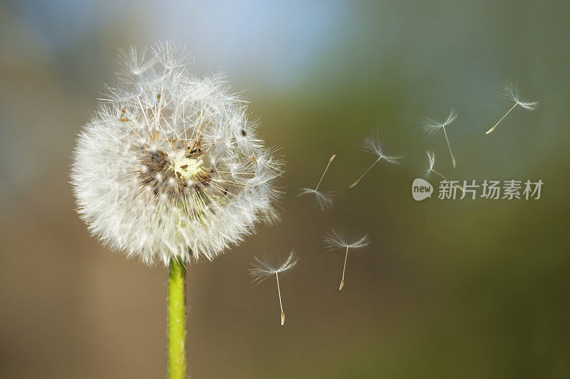 风中的蒲公英