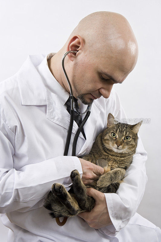 秃男兽医正在照顾一只可爱的小猫