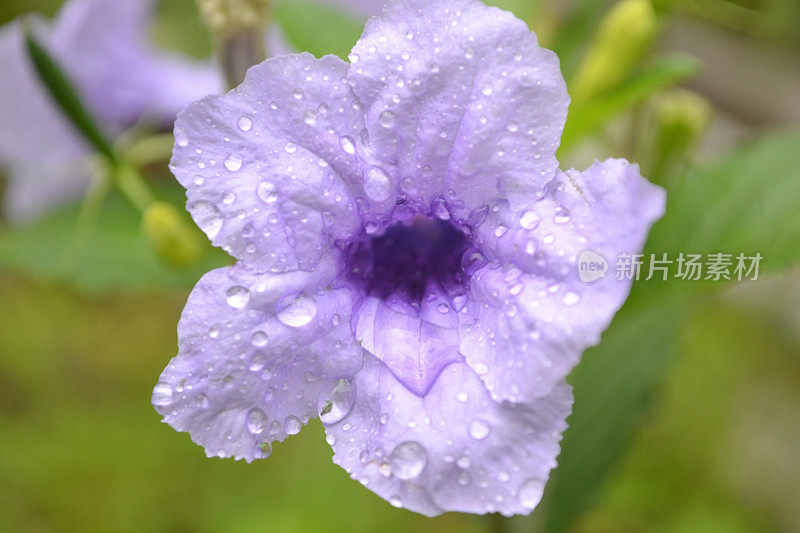 雨点花