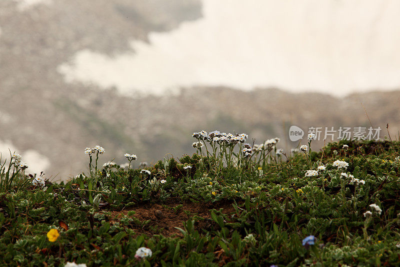 苔原鲜花,克什米尔