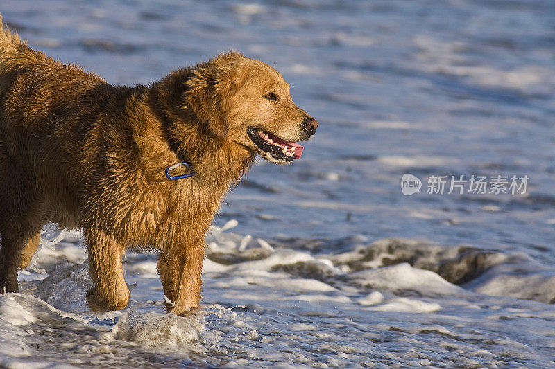 狗在冲浪