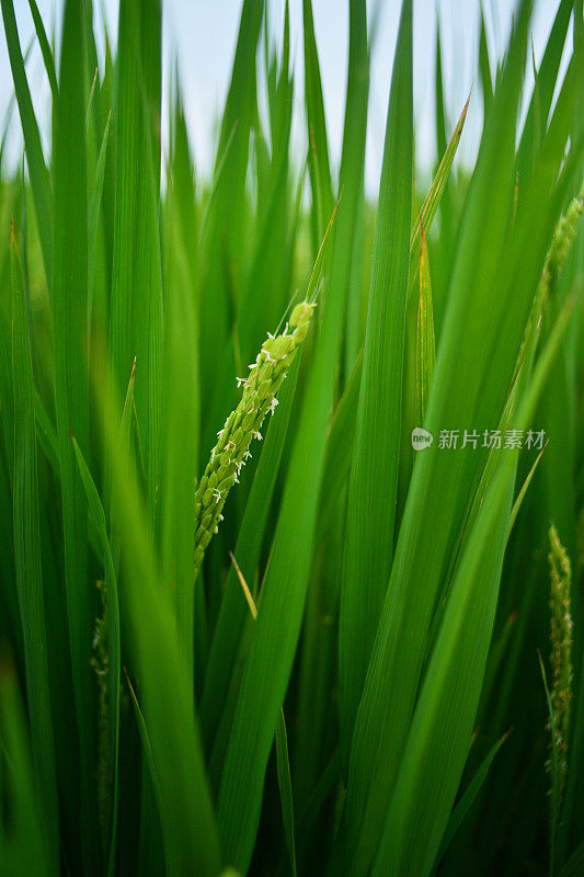 稻田与花卉