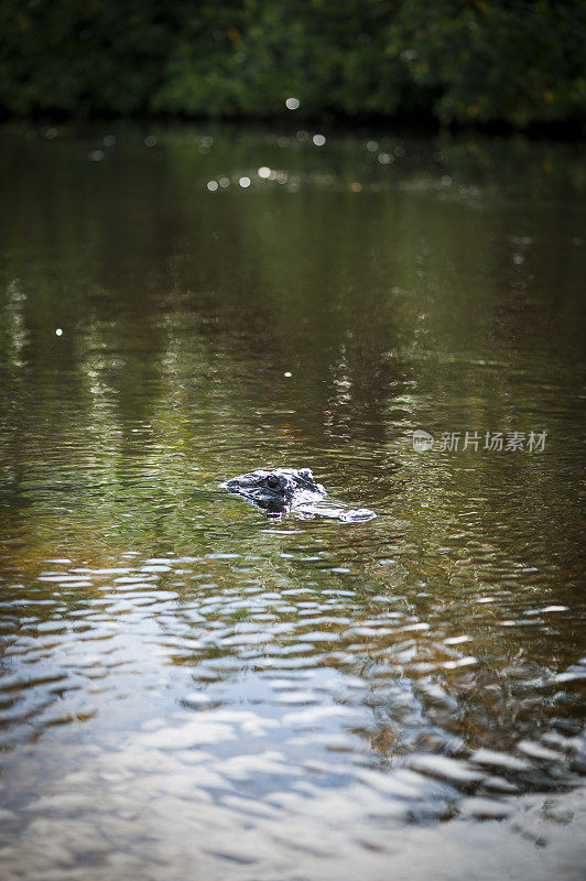 鳄鱼淹没在河里