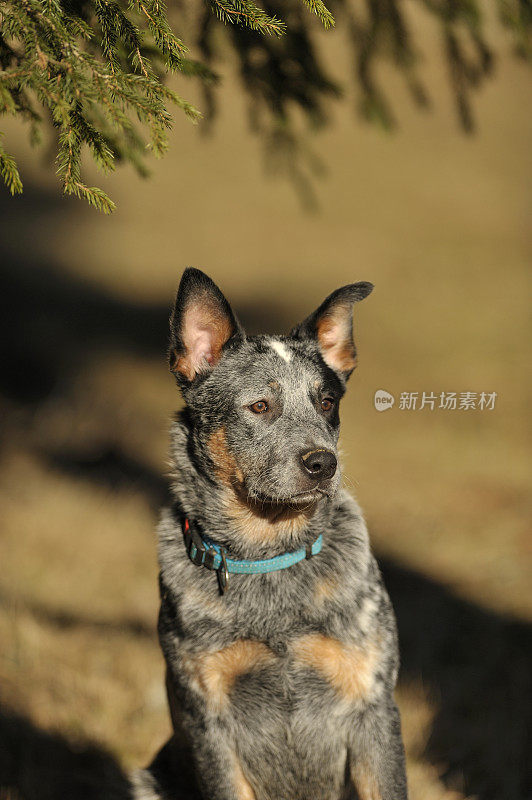 澳大利亚牧牛犬的肖像