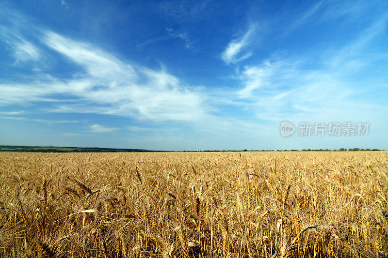 阳光明媚的夏日，麦田里的小麦