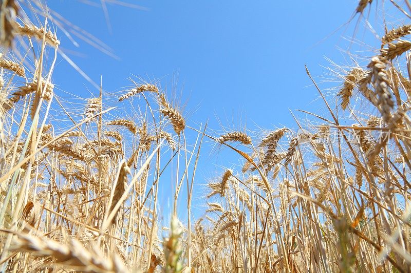 成熟的小麦、玉米、谷类植物和蓝天