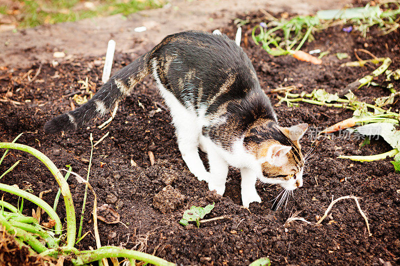 猫在蔬菜床上