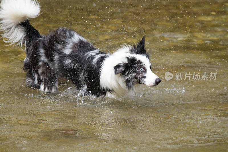 博德牧羊犬在水里奔跑