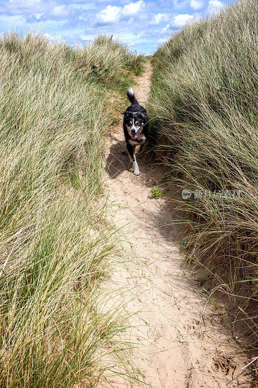 在沙丘上奔跑的博德牧羊犬