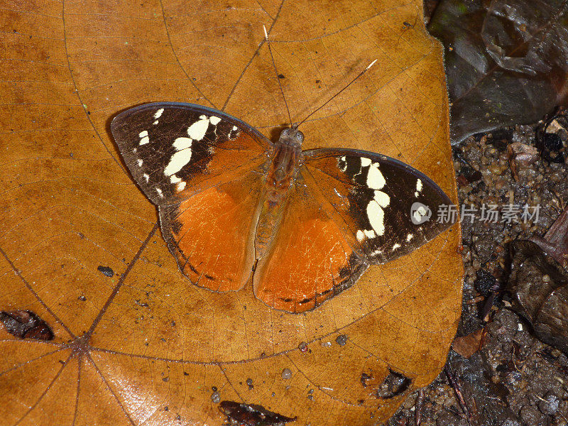 马达加斯加热带雨林落叶层上的斑蝶