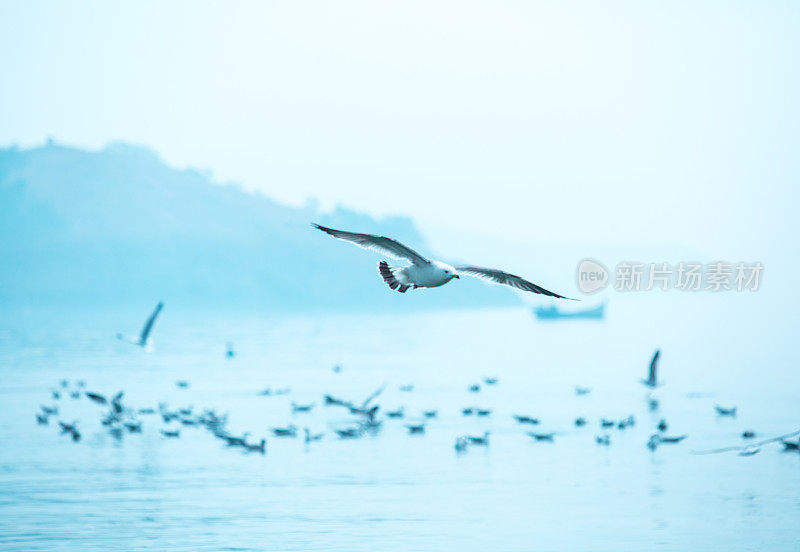 黑白:海面上飞翔的海鸥