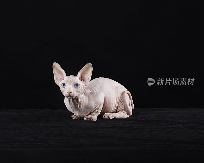 Sphynx猫