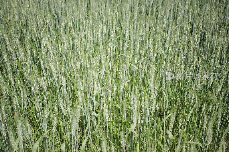 一些小麦植株的特写照片