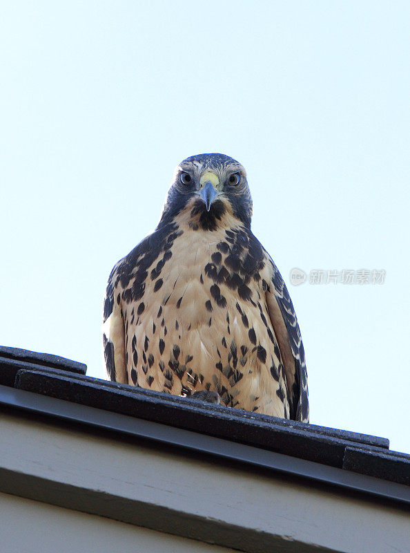 屋顶上美丽的年轻猎鹰