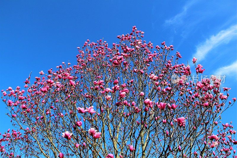 木兰树