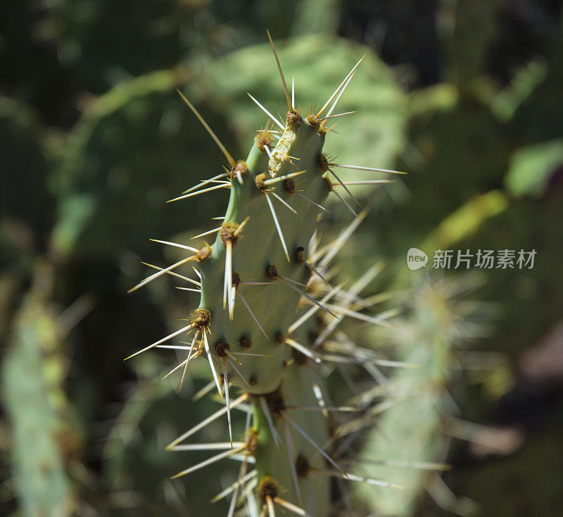 沙漠绿色仙人掌和刺