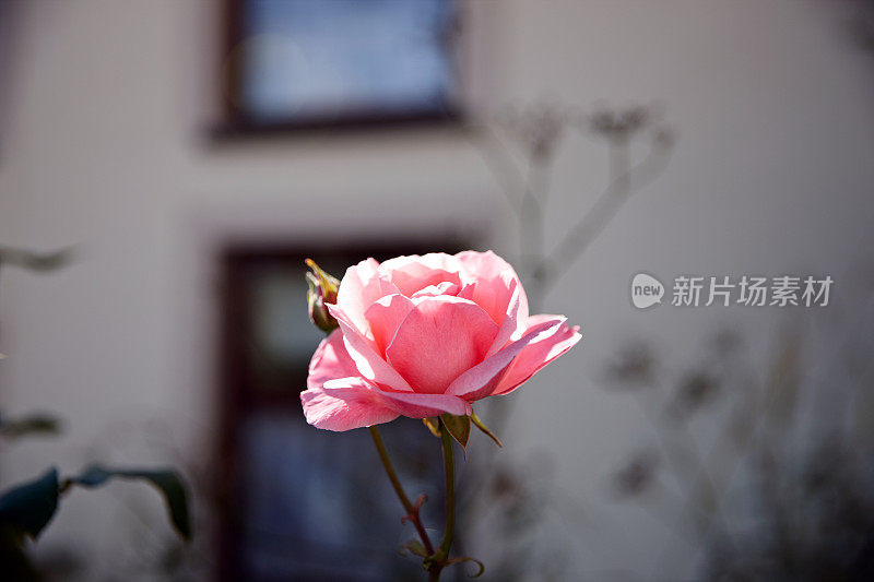 孤独的粉色玫瑰