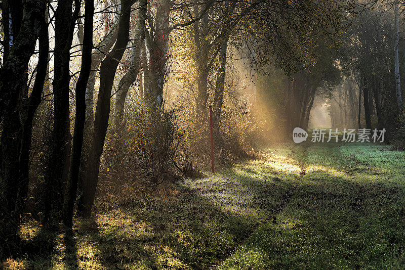 阳光和晨雾照亮了森林