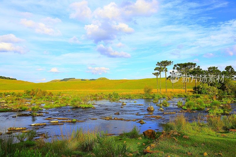 Araucárias，河流，南美草原乡村景观，巴西南部