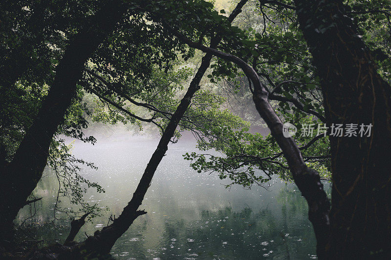 多雾的泻湖沼泽树