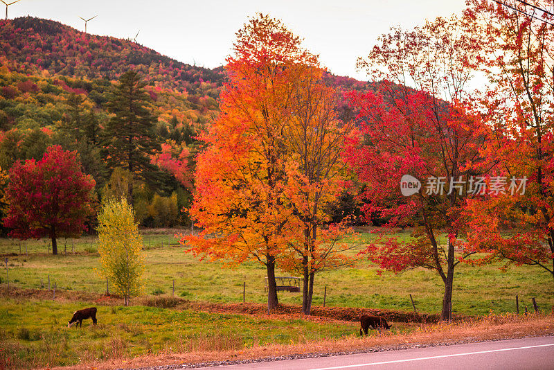 秋天在佛蒙特州-新英格兰的一棵秋季树