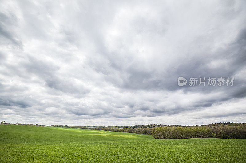 东欧白俄罗斯的冬小麦田，早春时节